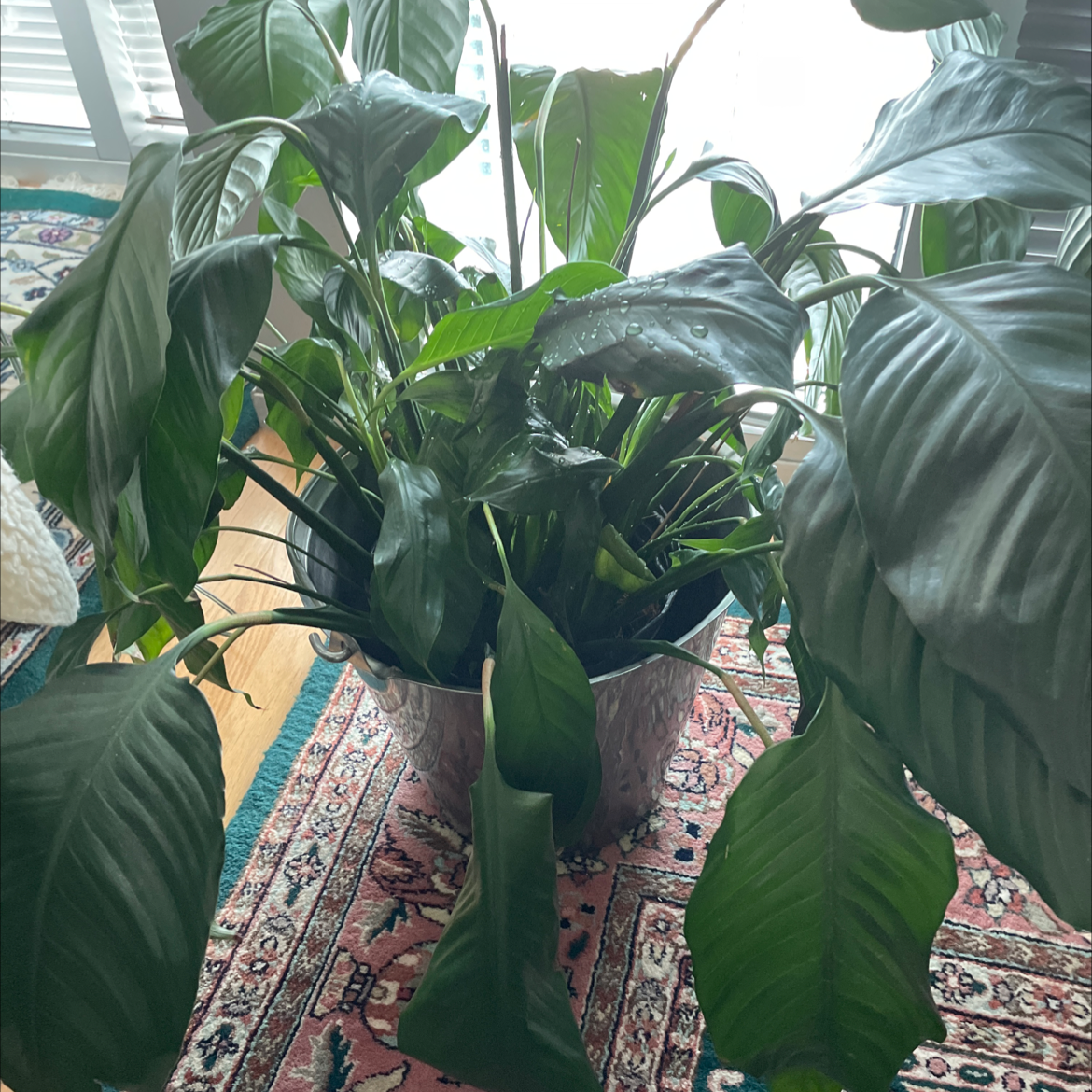 Peace Lily plant photo by Ryan named Nana on Greg, the plant care app.