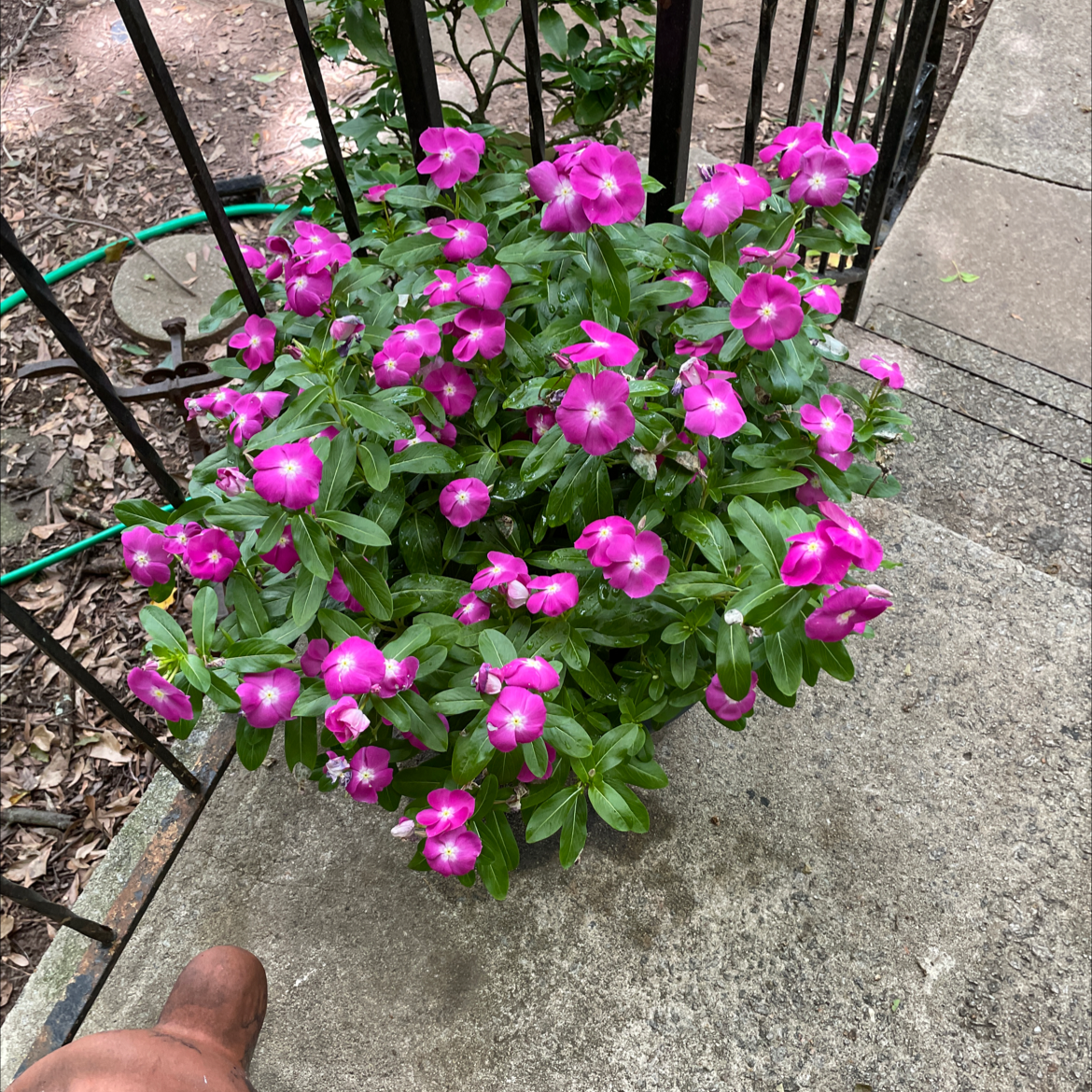 Bright Eyes plant with vibrant pink flowers on a concrete surface near a railing.