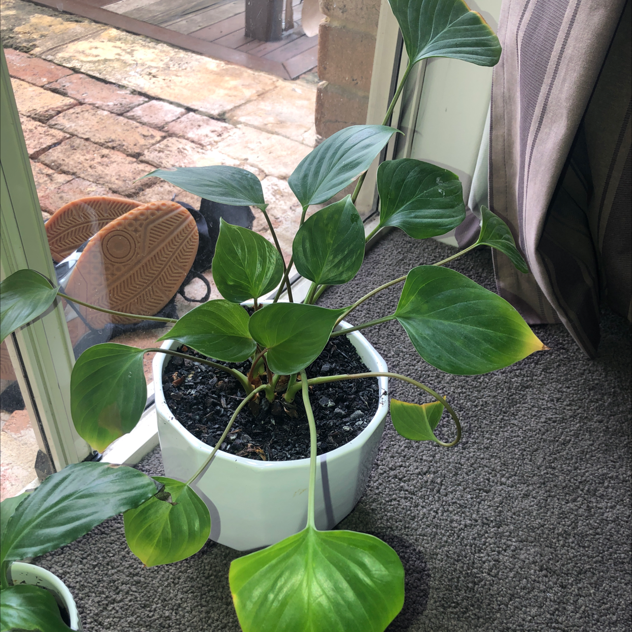 Homalomena 'Emerald Gem' plant in a white pot with some yellowing leaves near a window.