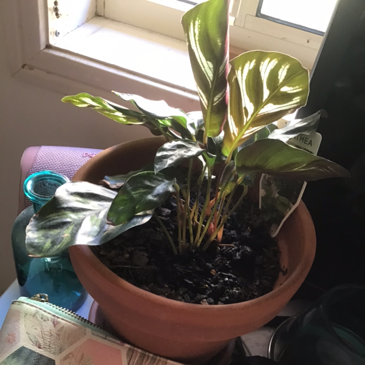 Photo of the plant species Calathea 'Cora' by @RochelleAnnHaines named Bernard on Greg, the plant care app