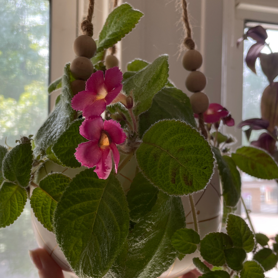Hanging Flame Violet plant with pink flowers and green leaves, indoors by a window.