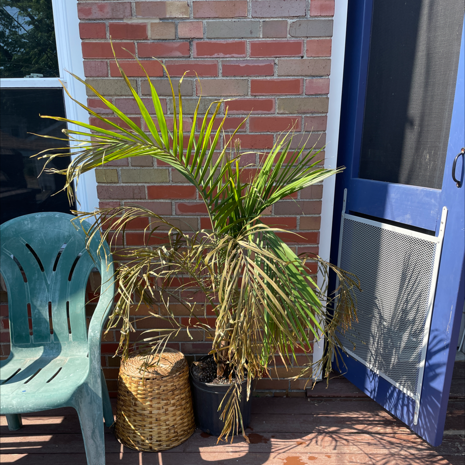 A potted majesty palm plant on a patio, showing some yellowing fronds but overall still relatively healthy