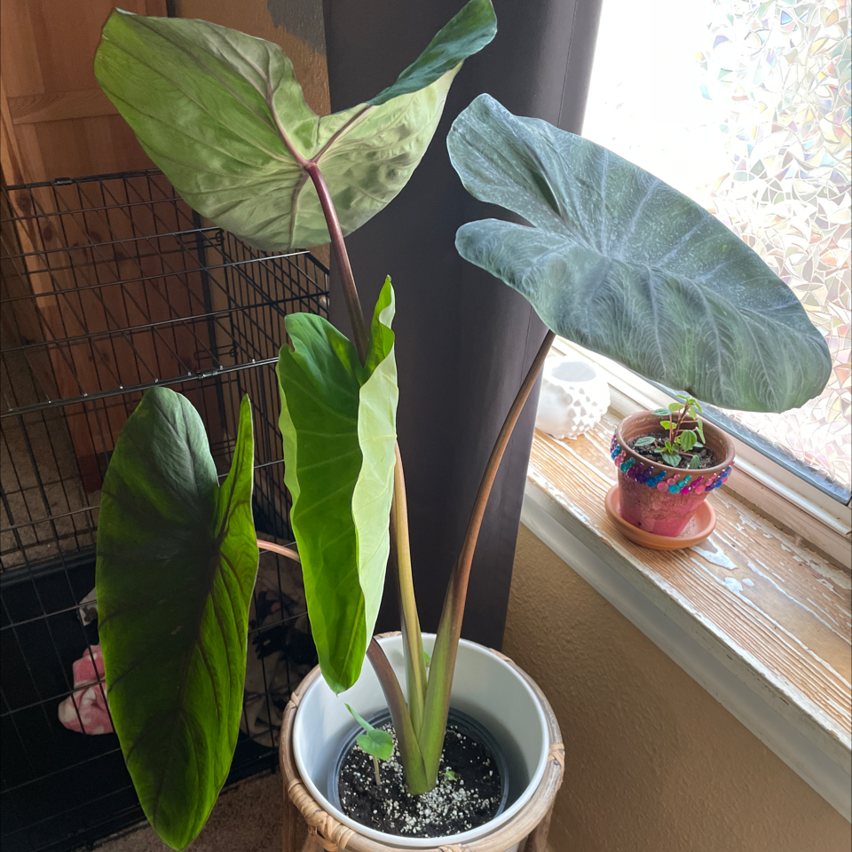 Indoor Taro plant in a pot near a window with large, broad leaves.