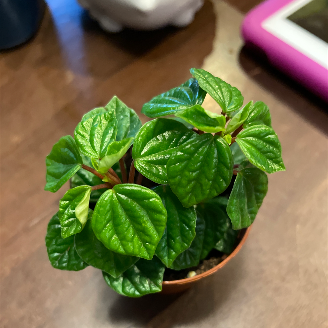 Radiator Plant in a small pot with healthy green leaves.