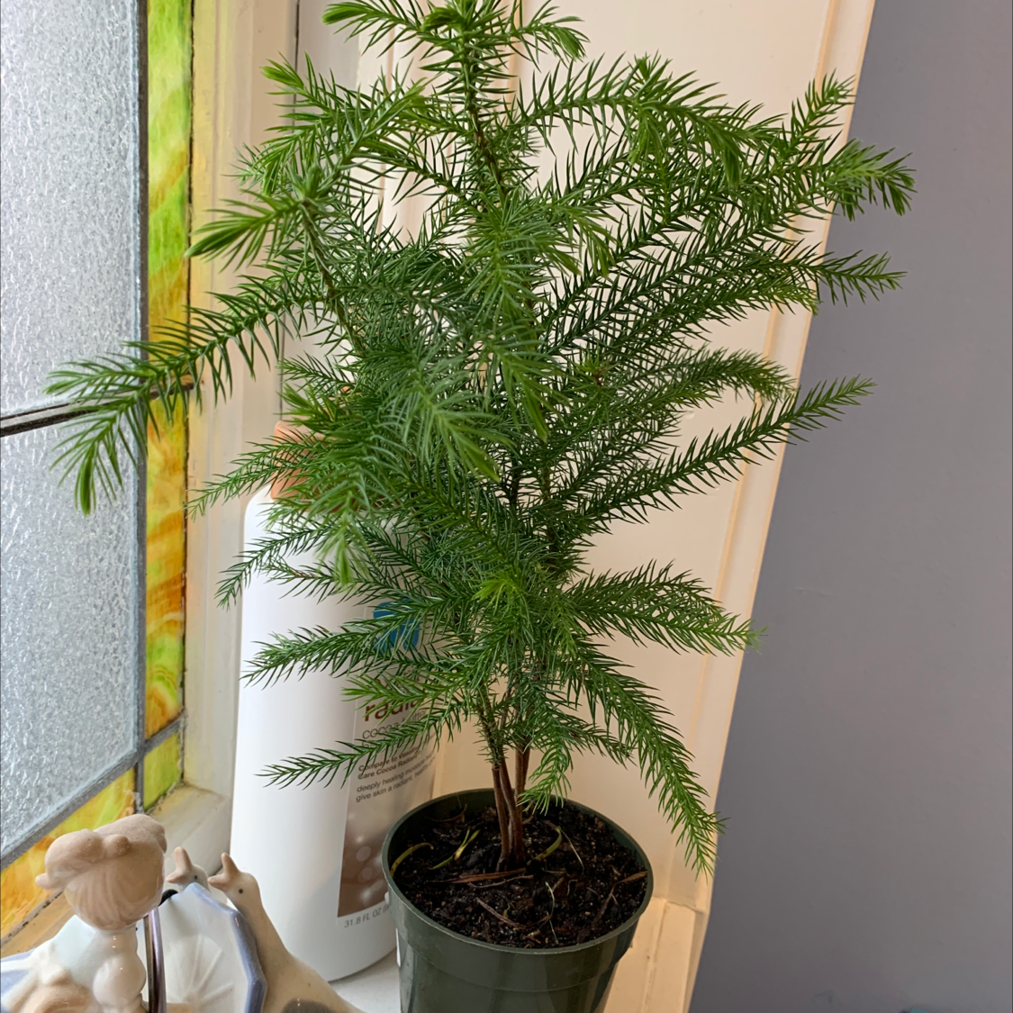 Healthy Norfolk Island Pine in a pot near a window.
