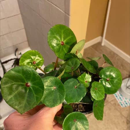 Personalized Red Ruby Begonia Care: Water, Light, Nutrients | Greg App