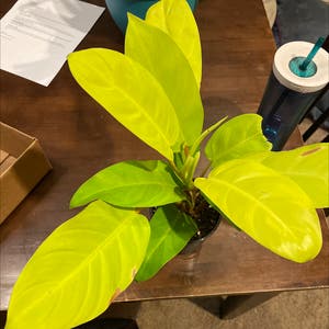 Golden Goddess Philodendron plant photo by @Numbat77 named Miley on Greg, the plant care app.