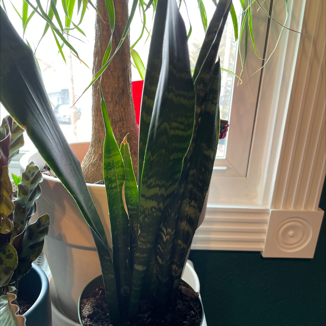 Photo of the plant species Black Coral Snake Plant by @Numbat77 named Kanye on Greg, the plant care app