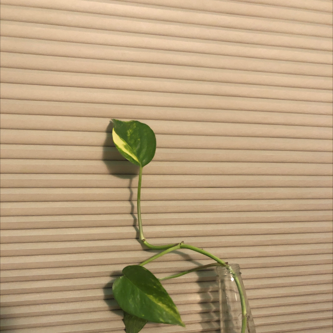Taro Vine plant photo by Makayla named rooty on Greg, the plant care app.