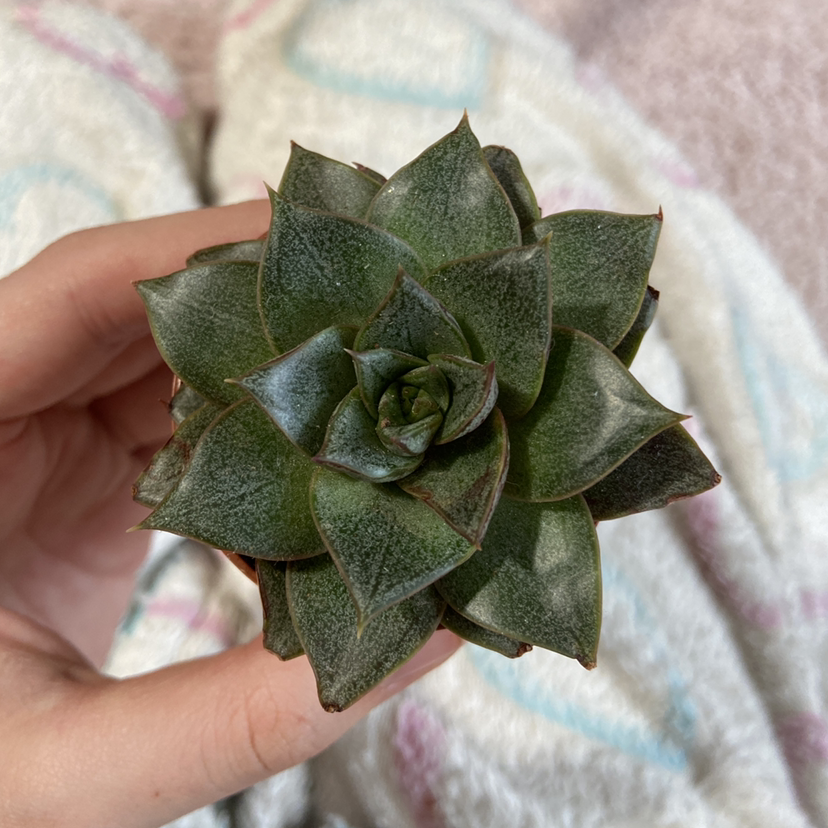 A healthy Echeveria 'Black Prince' succulent held by a hand.