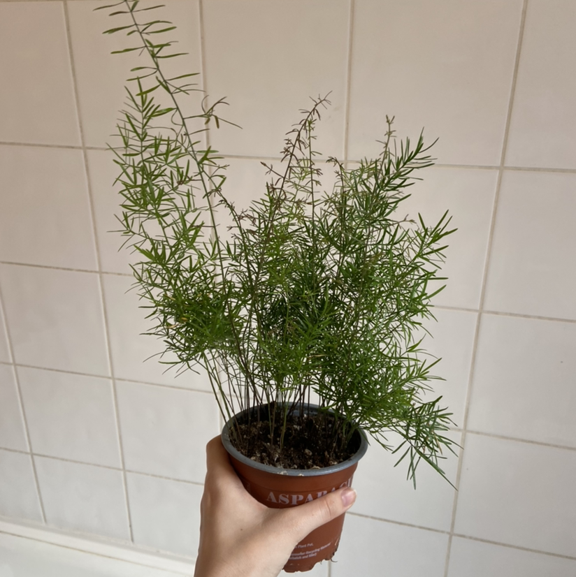 Potted Sprenger's Asparagus plant held by a hand, healthy and well-framed.