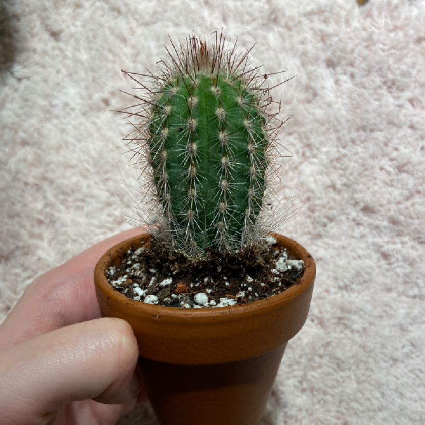 Photo of the plant species Echinopsis schickendantzii by @MissJodles named Echinopsis on Greg, the plant care app