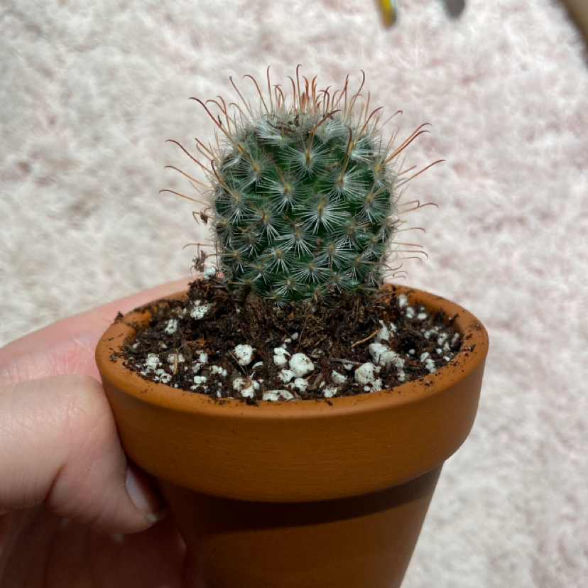 A healthy Common Fishhook Cactus in a terracotta pot, held by a hand.