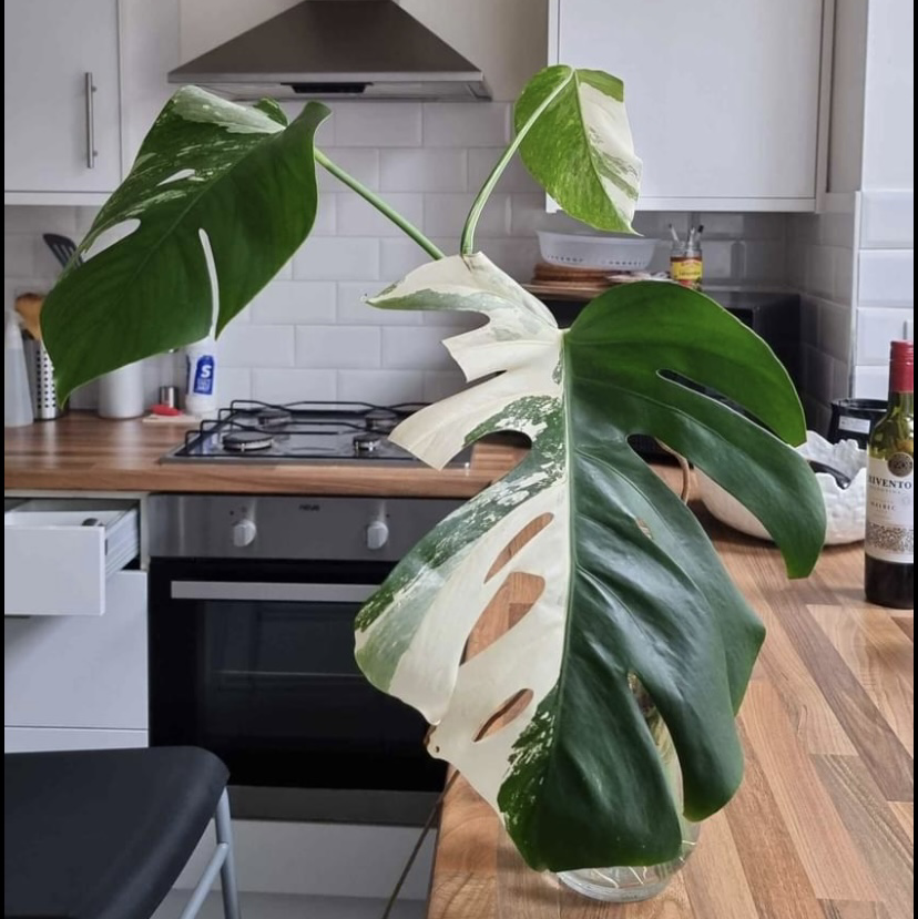 Photo of the plant species Variegated Monstera by @MissJodles named Monstera Albo on Greg, the plant care app