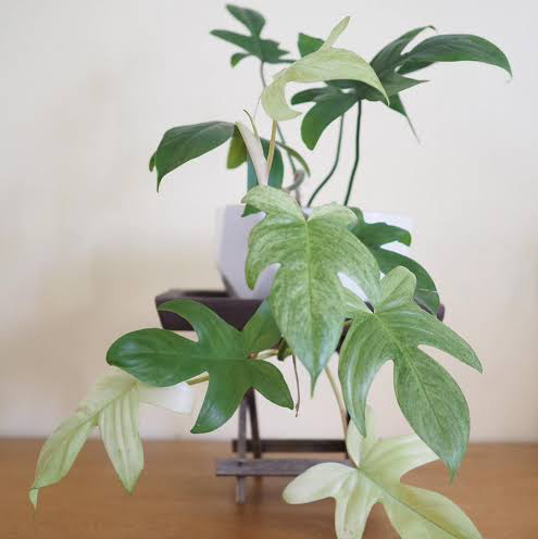 Photo of the plant species Philodendron 'Florida Ghost' by Renae named Philodendron on Greg, the plant care app