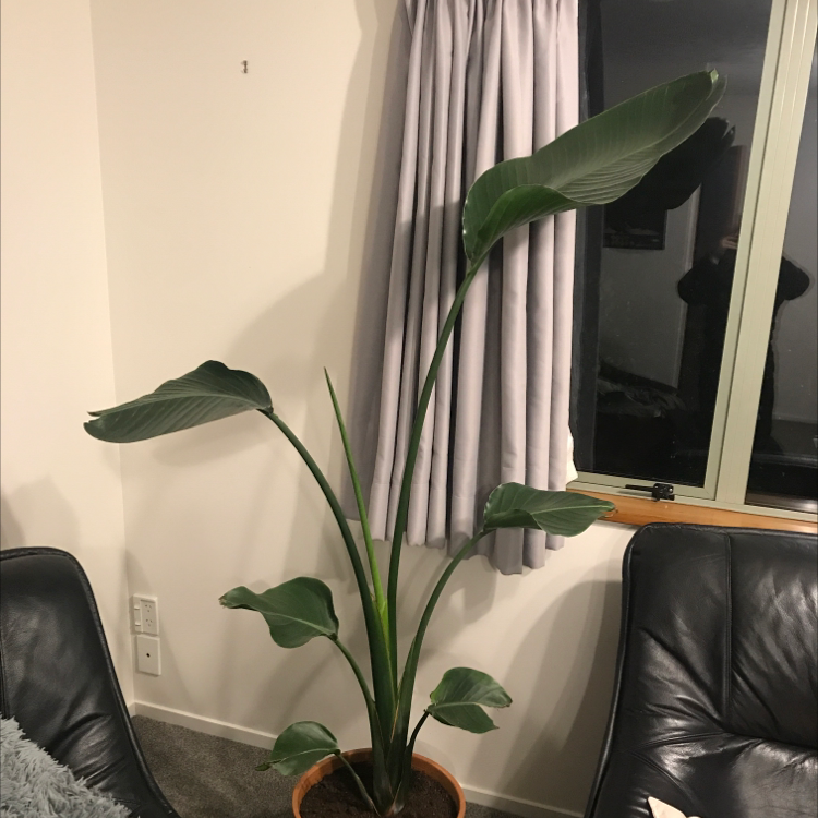 White Bird of Paradise plant photo by @Harrietgrows named Alfred on Greg, the plant care app.