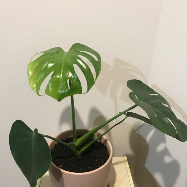 Monstera plant photo by @Harrietgrows named Eva on Greg, the plant care app.