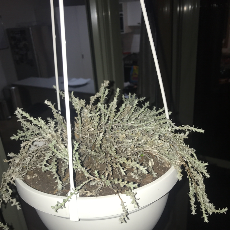 Photo of the plant species Cotton Lavender by @Harrietgrows named Sol on Greg, the plant care app