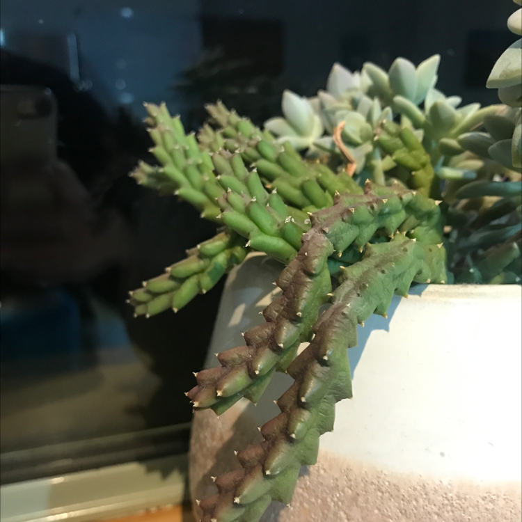 Stapelia Planiflora Jacq. plant photo by @Harrietgrows named Ronaldo on Greg, the plant care app.