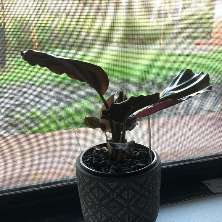 Rose Calathea plant photo by @jen1234jane named Jane on Greg, the plant care app.