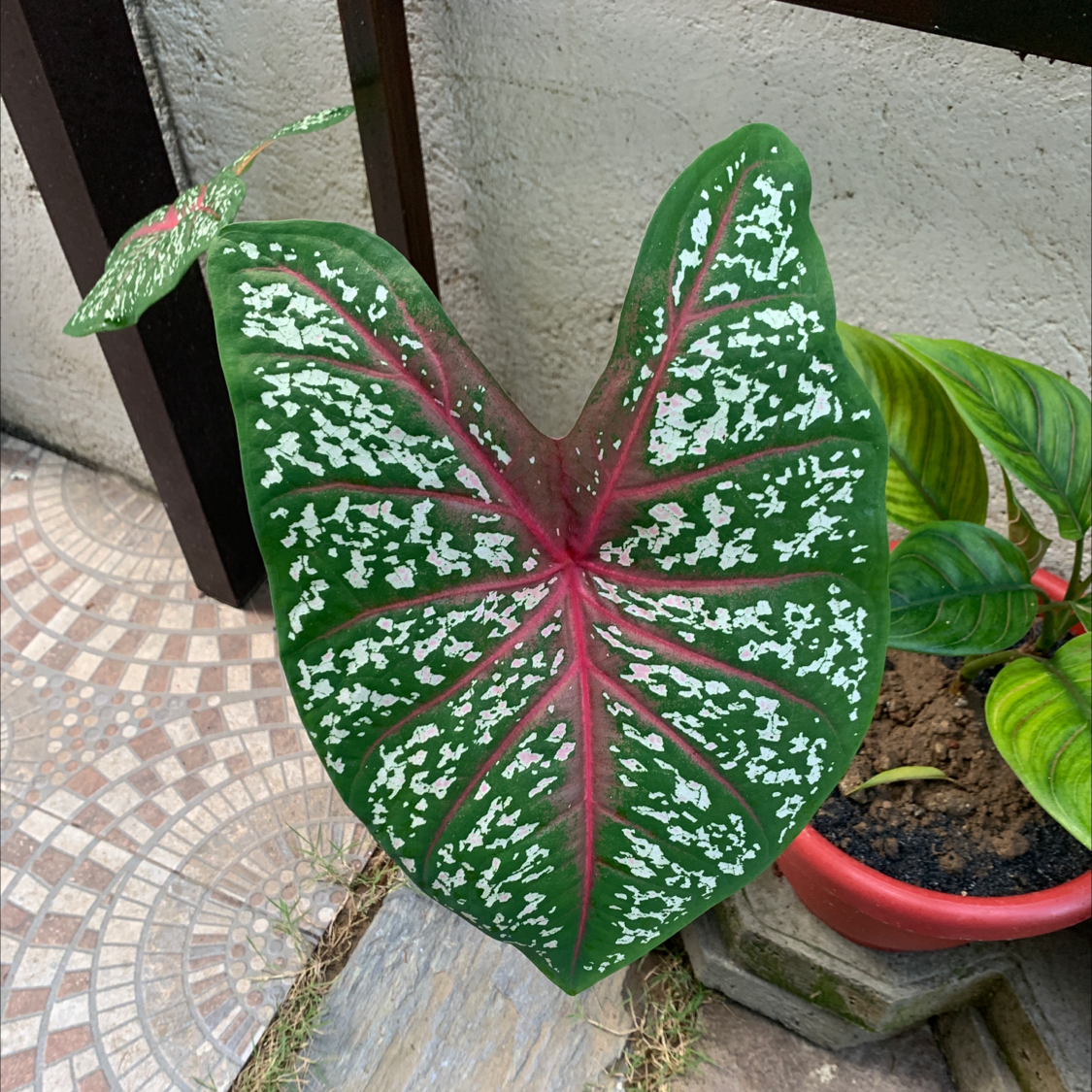 Close-up view of a healthy Heart of Jesus Caladium plant with striking red and green foliage speckled with white spots and veins.