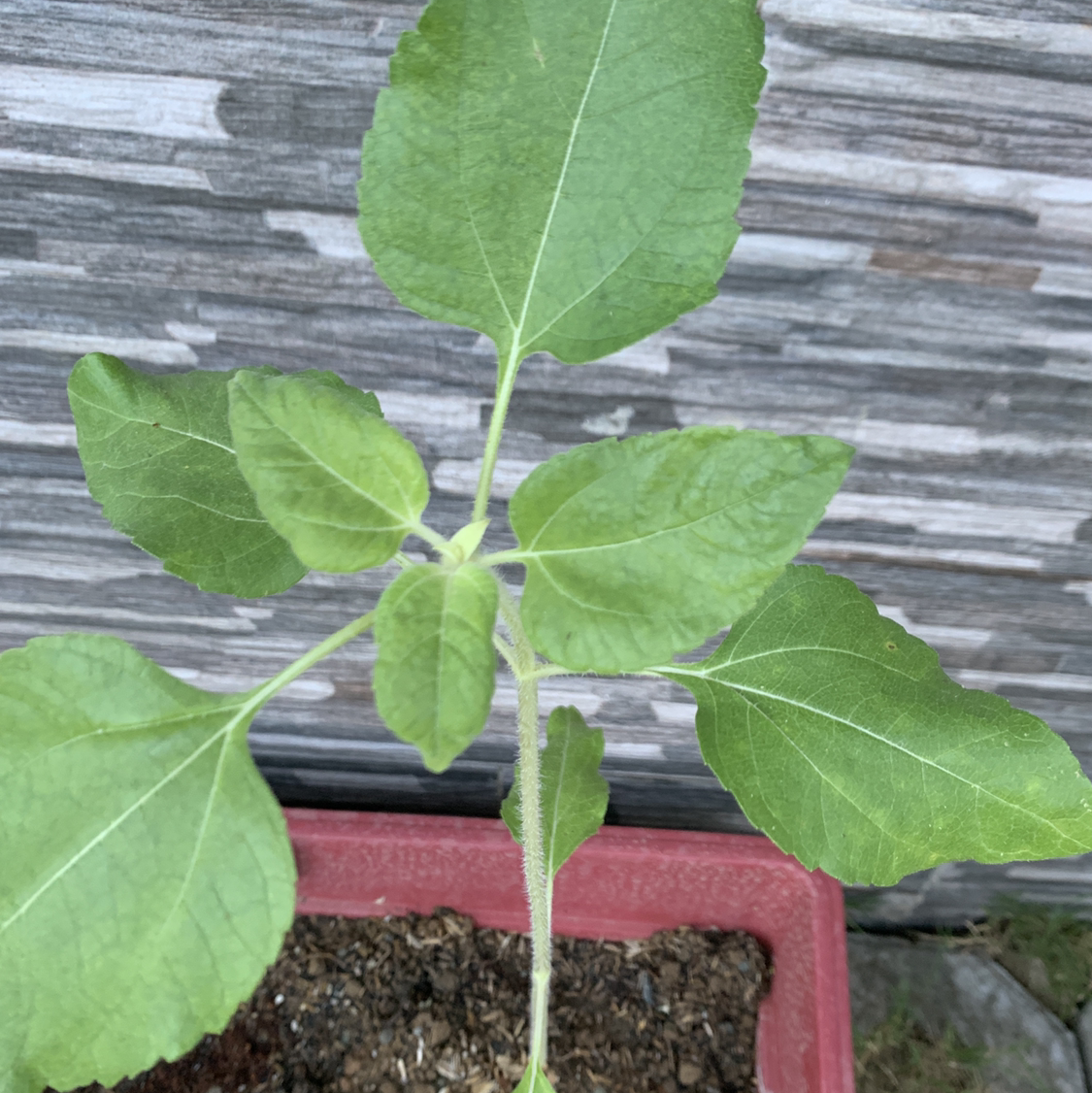 Close-up of a young sunflower seedling in a pot, showing healthy green leaves with slight yellowing on lower leaves.