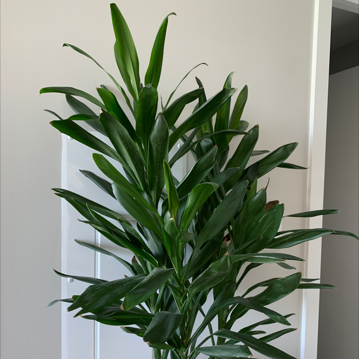 A healthy, vibrant Ti Plant with long, deep green leaves growing in a rosette pattern, photographed in front of a window.