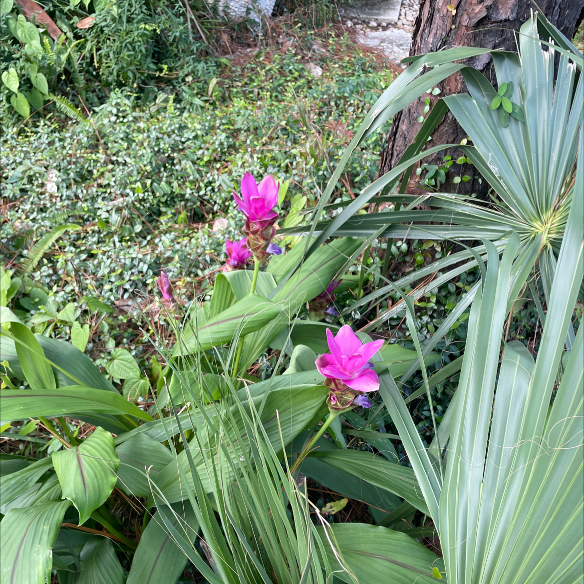 Siam tulip plant with vibrant pink flowers and healthy green leaves.
