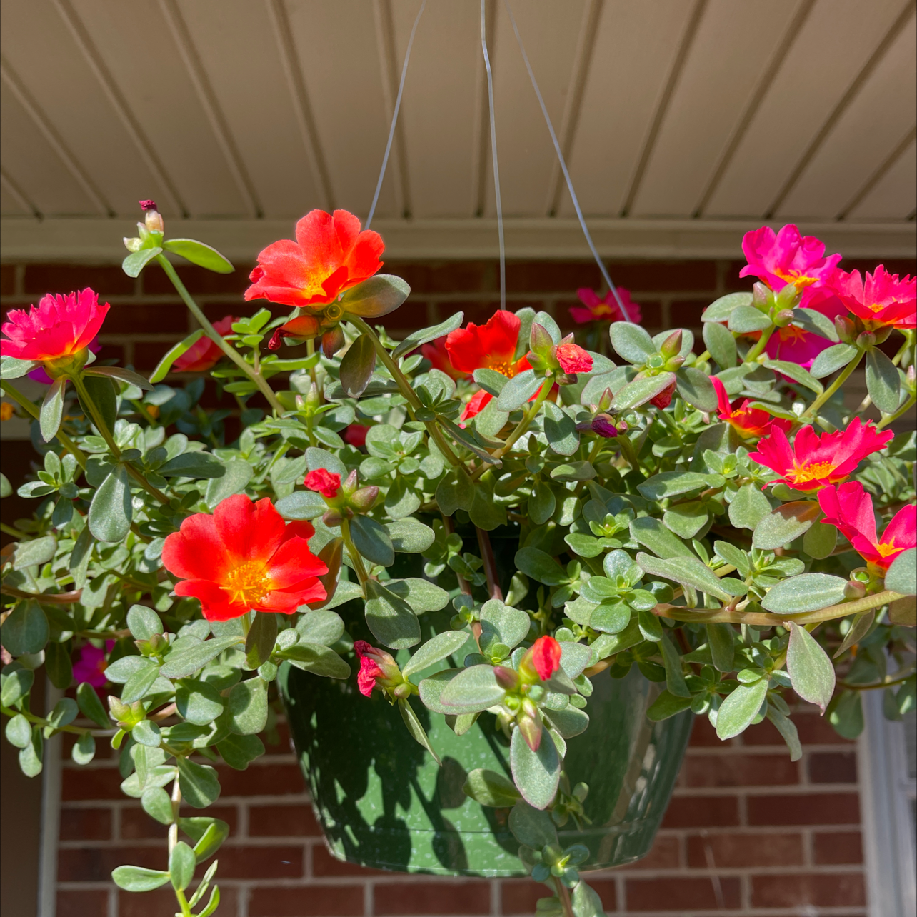 Year-Round Light Requirements For Your Wingpod Purslane