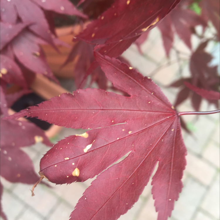 Why Are My Japanese Maple Leaves Droopy?
