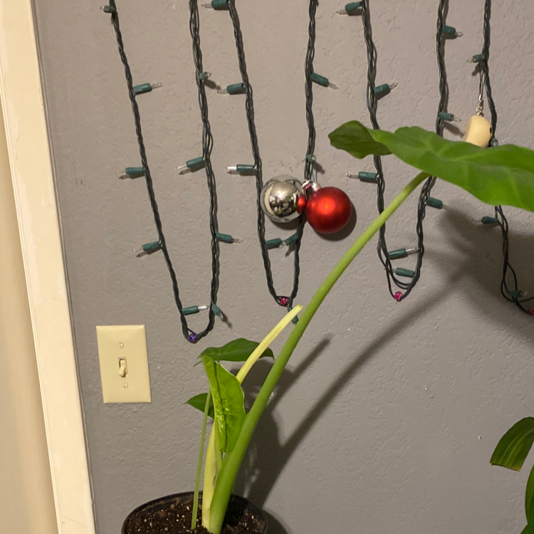 Giant Taro plant photo by @Planterino_07 named Sonora on Greg, the plant care app.