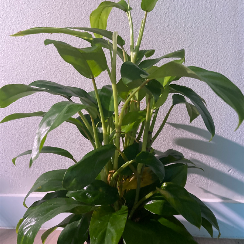 Photo of the plant species Philodendron 'Eva' by @80662n named Eva on Greg, the plant care app