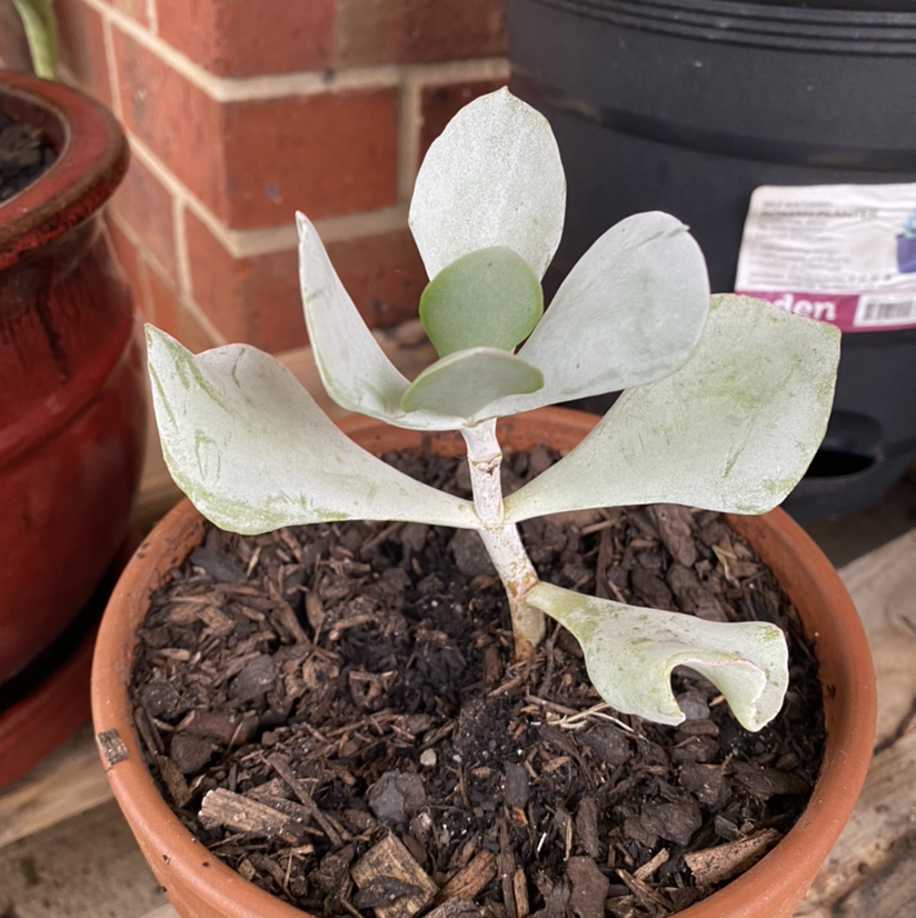 Pig's Ear plant (Cotyledon orbiculata) in a terracotta pot with visible soil and some leaf discoloration.