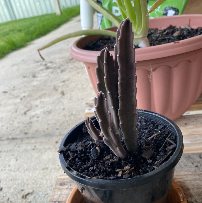 Photo of the plant species Carrion flower by @tlord named Kyle Kuzma on Greg, the plant care app