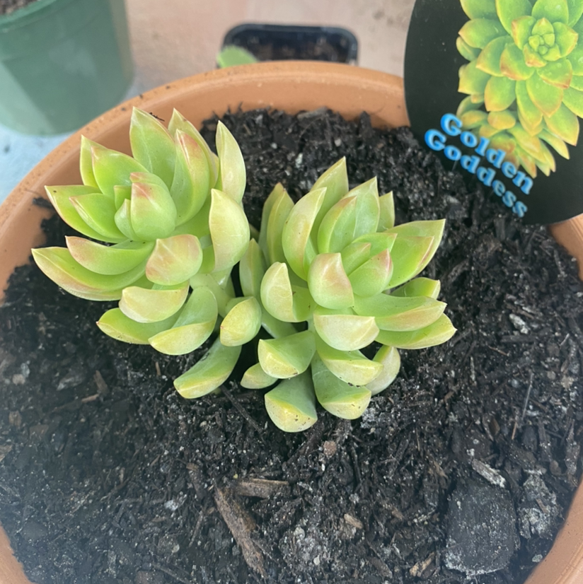 Photo of the plant species Sedum adolphi 'Golden Glow' by @tlord named Precious Achiuwa on Greg, the plant care app