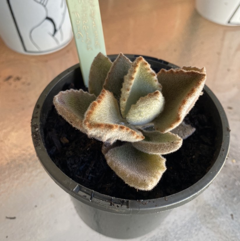 Photo of the plant species Felt Bush by @tlord named Pat Connaughton on Greg, the plant care app