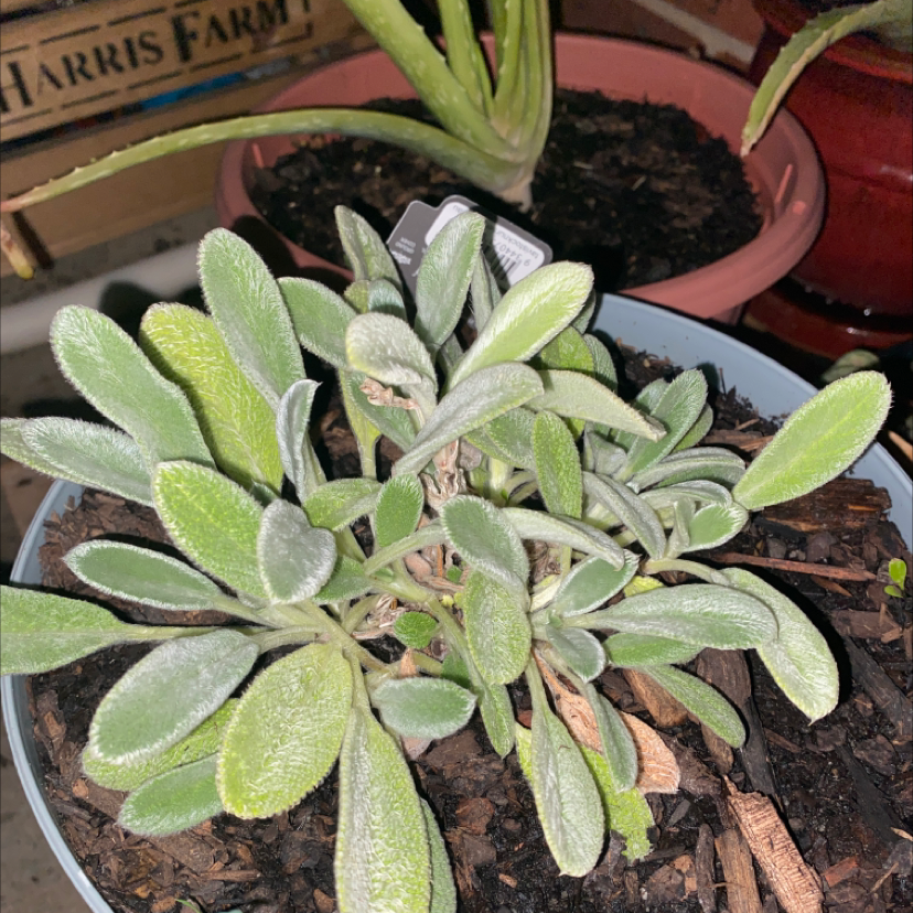 Photo of the plant species Lamb's Ear by @tlord named Michael Jordan on Greg, the plant care app