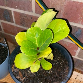 Fiddle Leaf Fig plant in West Wodonga, Victoria