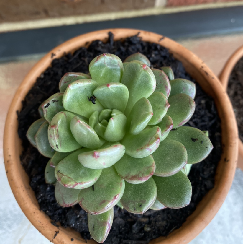 Photo of the plant species Graptoveria 'Pink Ruby' by @tlord named Freddie Gillespie on Greg, the plant care app