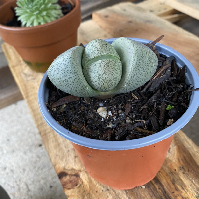 Split Rock plant (Pleiospilos nelii) in a small pot with visible soil.