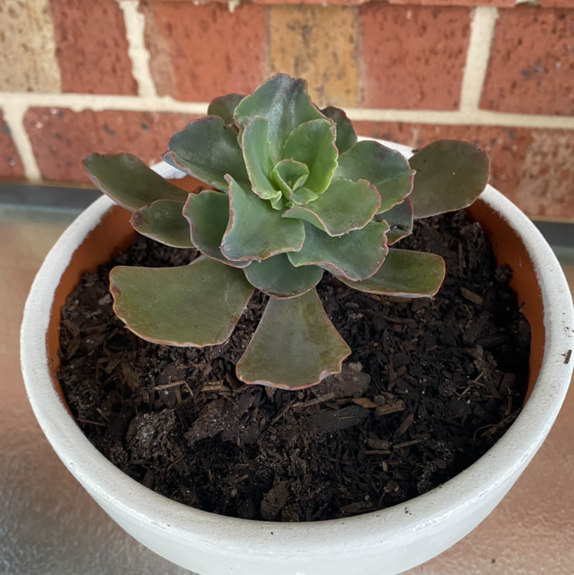 Photo of the plant species Echeveria Gibbiflora by @tlord named Dante Exum on Greg, the plant care app