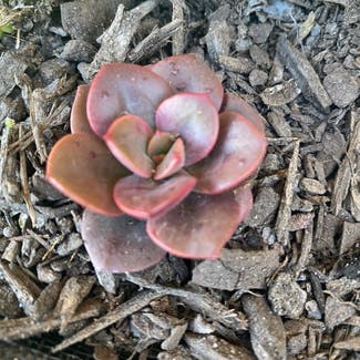 Painted Echeveria plant in West Wodonga, Victoria
