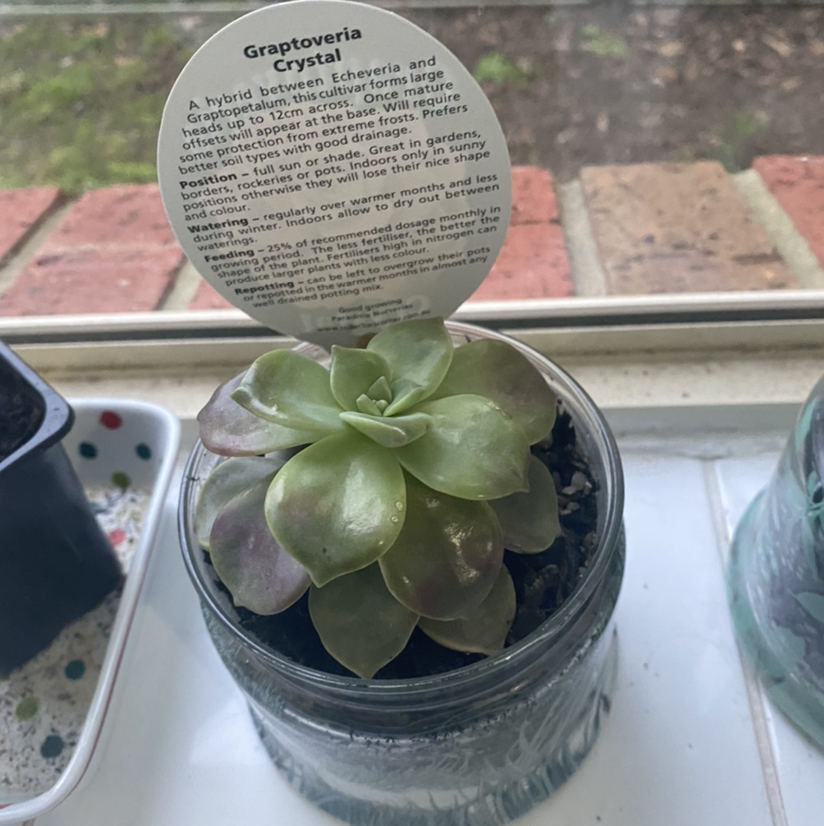 Photo of the plant species Graptoveria 'Bashful™' by @tlord named LaMelo Ball on Greg, the plant care app