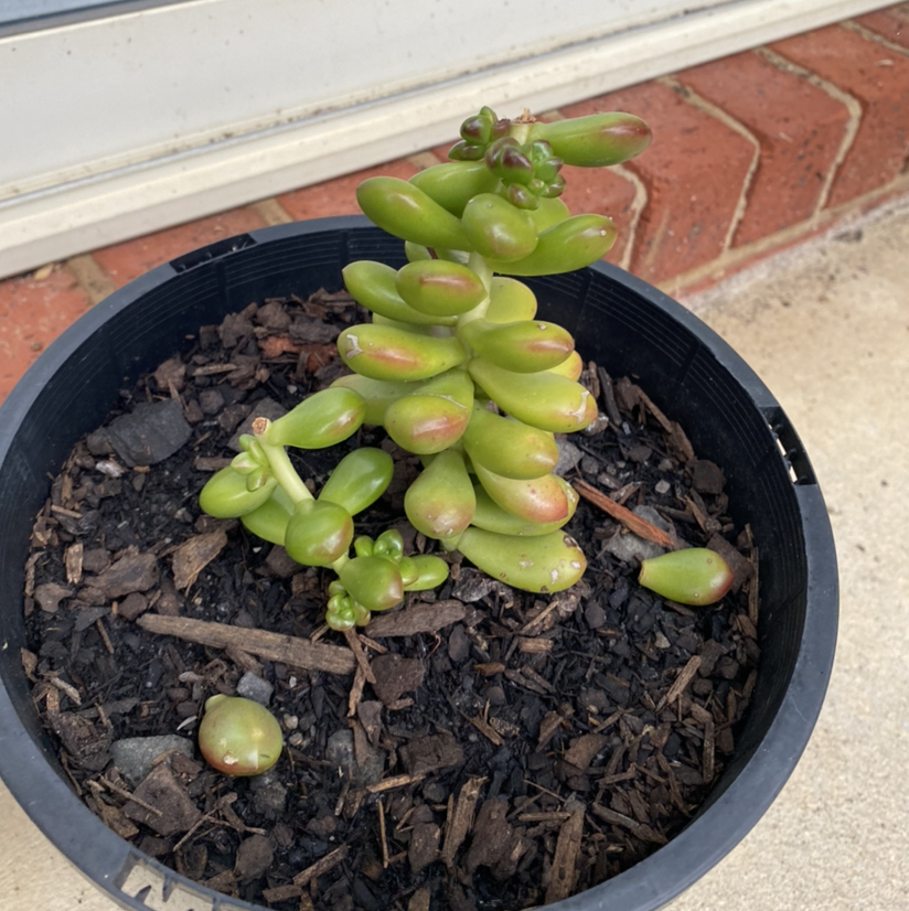 Photo of the plant species Jelly Bean Plant by @tlord named J.R Smith on Greg, the plant care app