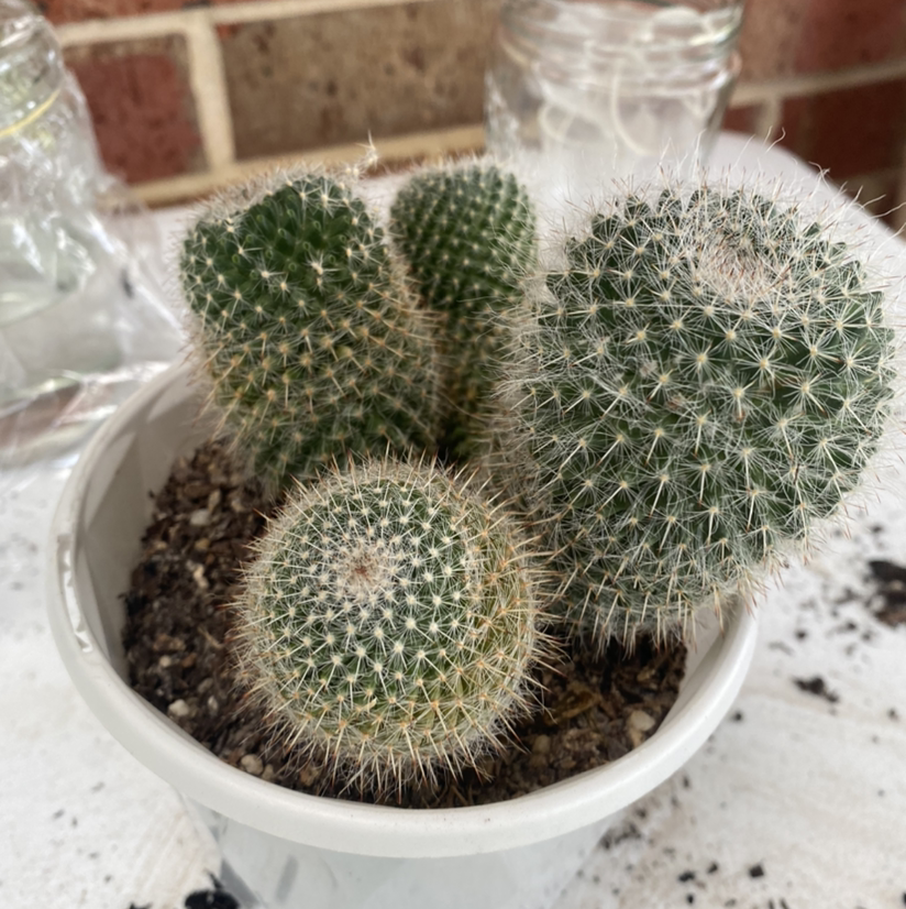 Potted Twin Spined Cactus with multiple stems, healthy appearance.