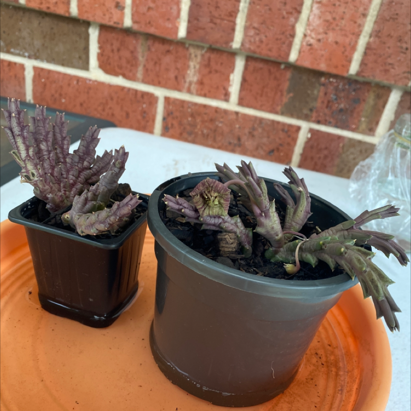 Photo of the plant species Stapelia Planiflora Jacq. by @tlord named Chris Paul on Greg, the plant care app