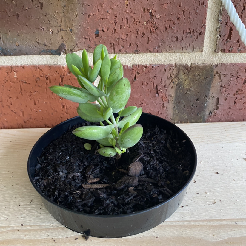 Photo of the plant species Wood's Cotyledon by @tlord named Chris Bosh on Greg, the plant care app