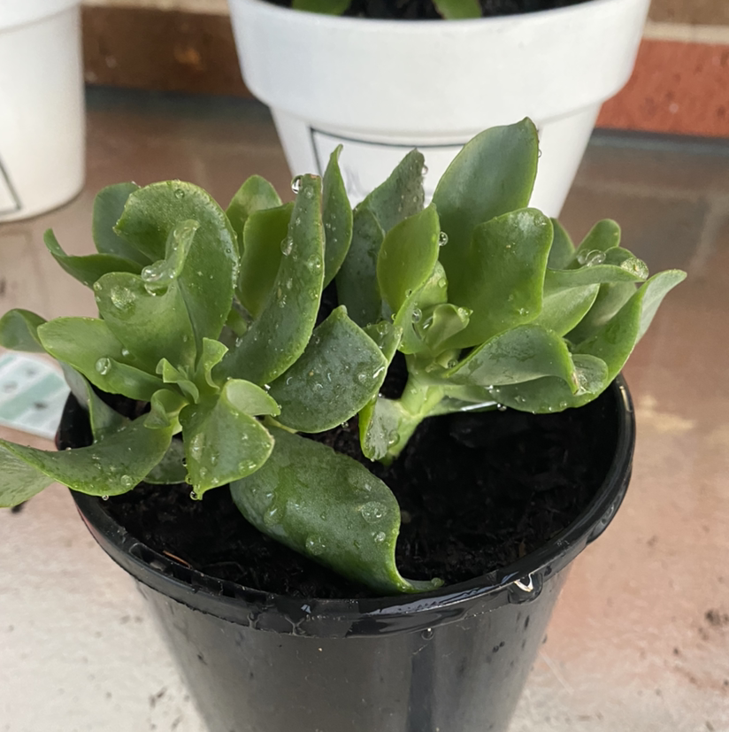 Tree Stonecrop succulent in a black pot with water droplets on leaves.