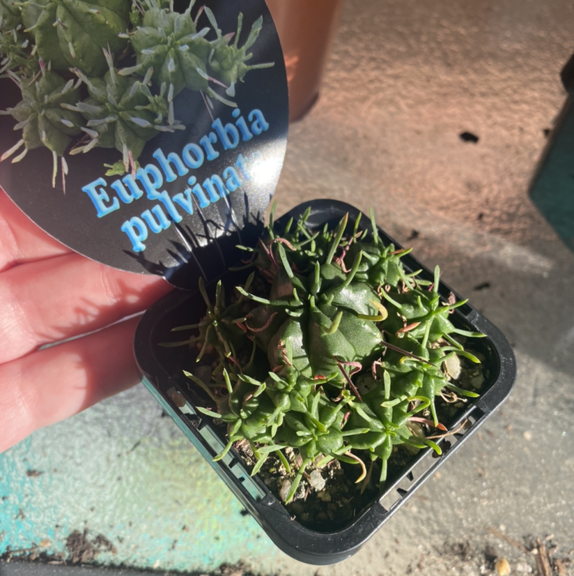 Photo of the plant species Pincushion Euphorbia by @tlord named Monte Morris on Greg, the plant care app