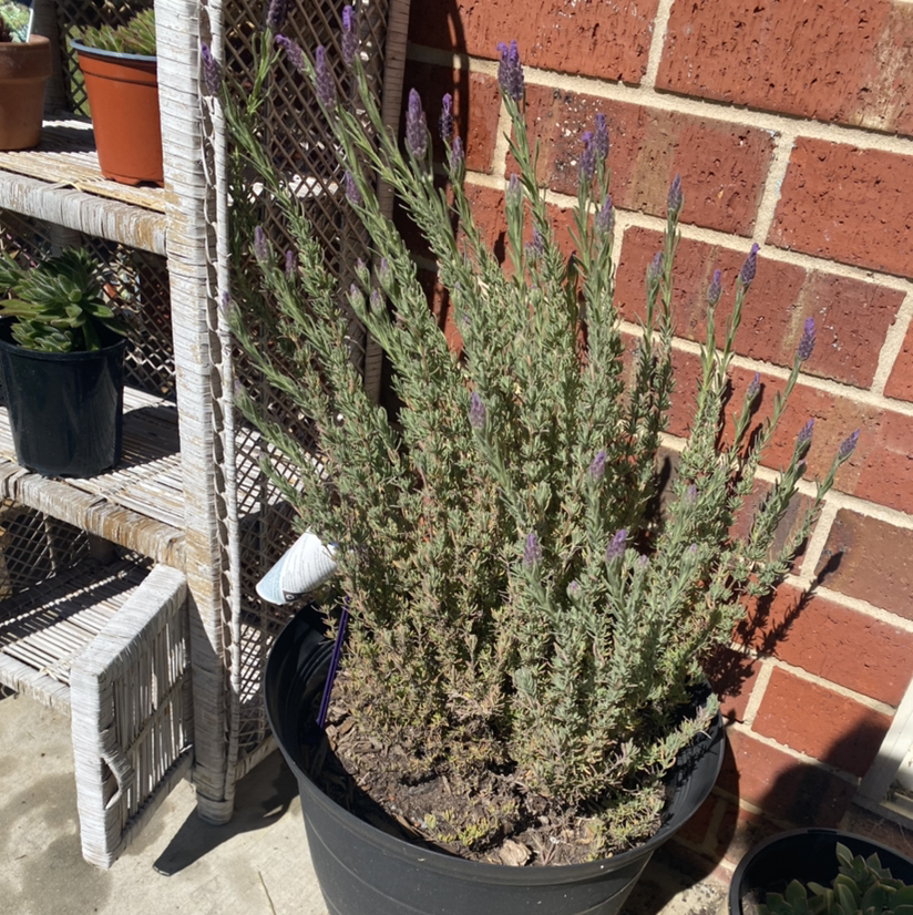 Photo of the plant species French Lavender by @tlord named Mario Chalmers on Greg, the plant care app